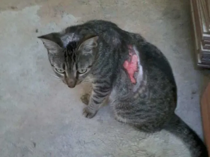 Gato raça viralata idade 2 anos nome sofrida