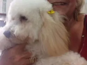 Cachorro raça Pooble  idade 1 ano nome Thamy