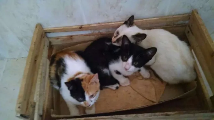 Gato ra a SDR idade 2 a 6 meses nome Ágata e Felix