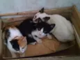 Ágata e Felix