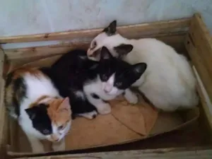 Gato raça SDR idade 2 a 6 meses nome Ágata e Felix