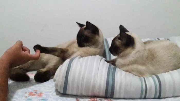 Gato ra a Siamês  idade 2 a 6 meses nome Théo e zi