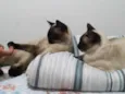 Théo e zi