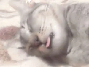 Gato raça S.r.d idade 7 a 11 meses nome Cizinhos