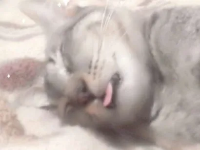 Gato raça S.r.d idade 7 a 11 meses nome Cizinhos