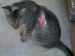 Gato raça viralata idade 2 anos nome sofrida