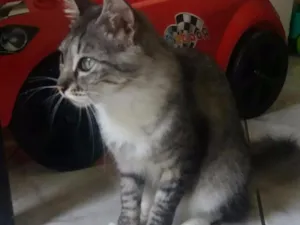 Gato raça SDR idade 2 anos nome Maria Flor