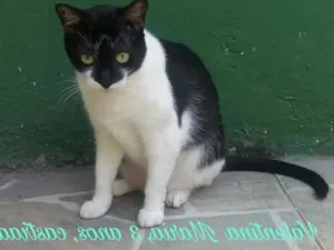 Gato raça SDR idade 3 anos nome Valentina Maria