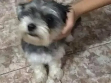 Cachorro ra a  idade 2 anos nome Lessy