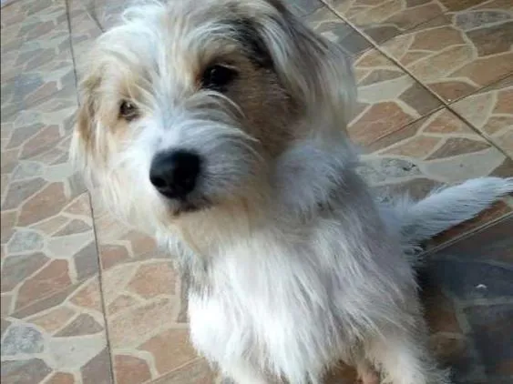 Cachorro ra a  idade 1 ano nome Zeus