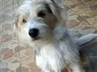 Cachorro raça  idade 1 ano nome Zeus