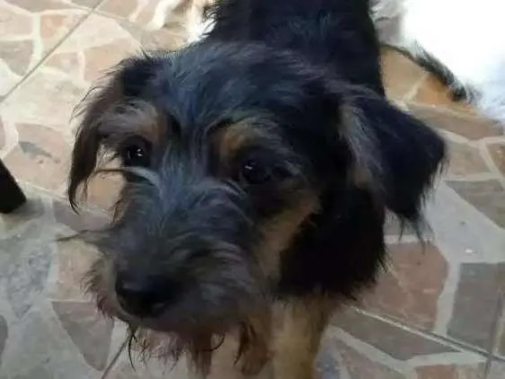 Cachorro ra a  idade 2 a 6 meses nome Pretinha
