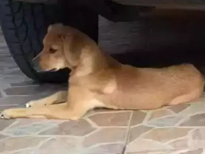 Cachorro ra a  idade 2 a 6 meses nome Moana