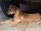 Cachorro raça  idade 2 a 6 meses nome Moana