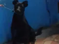 Nina