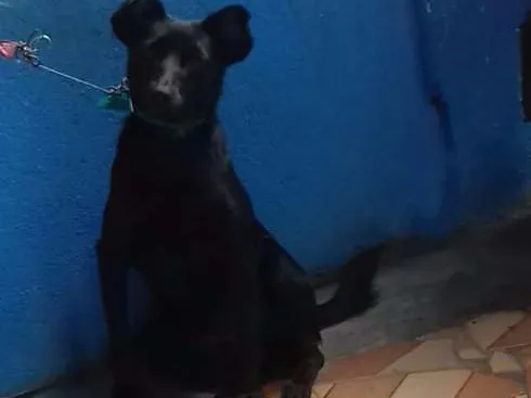 Cachorro ra a Vira lata idade 1 ano nome Nina