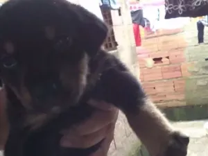 Cachorro raça Vira lata idade  nome Filhotes