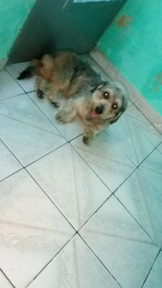 Cachorro ra a Não especifica idade  nome Menina