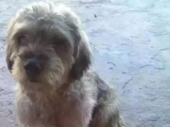 Cachorro ra a Não especifica idade  nome Menina