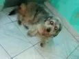 Menina