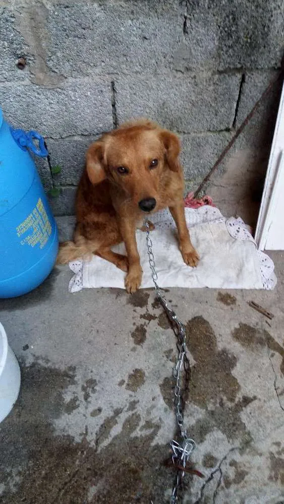 Cachorro ra a Não definida idade  nome Billy
