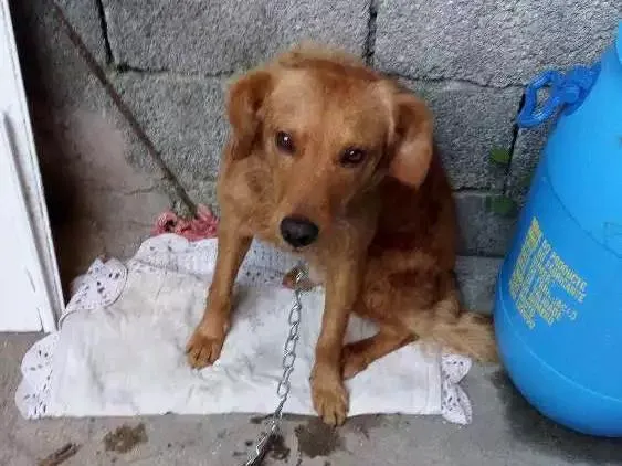 Cachorro ra a Não definida idade  nome Billy