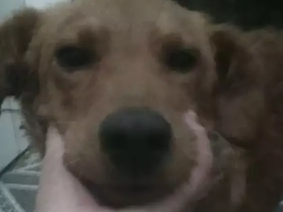 Cachorro ra a Não definida idade  nome Billy