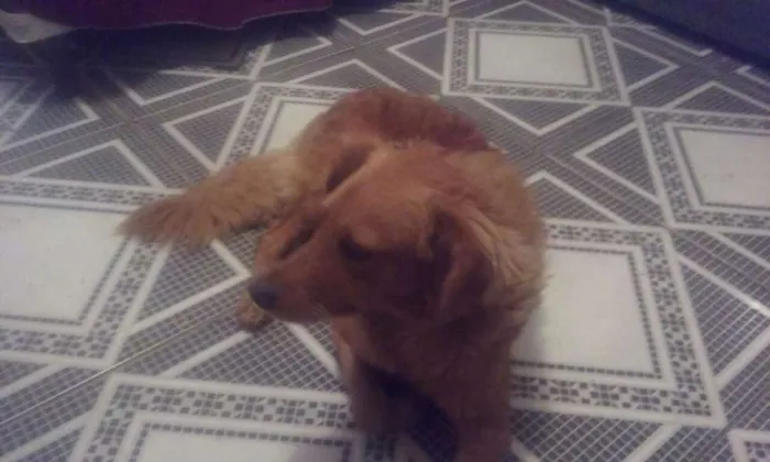 Cachorro ra a Não definida idade  nome Billy