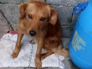 Cachorro raça Não definida idade  nome Billy
