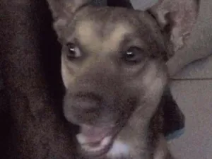 Cachorro raça VIRA-LATA idade 6 ou mais anos nome DOG