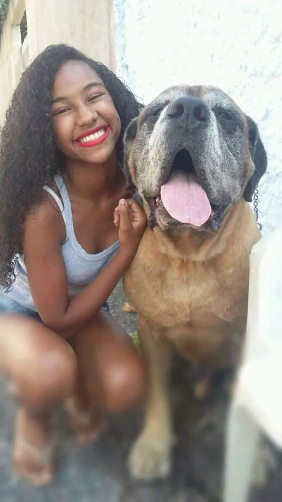 Cachorro ra a Mastiff Inglês  idade 6 ou mais anos nome Phanton