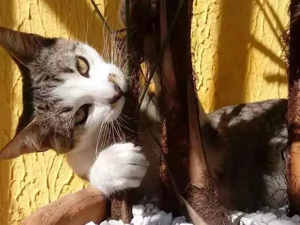 Gato raça Nao tem idade 7 a 11 meses nome Plug