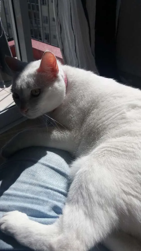 Gato ra a SRD idade 3 anos nome Snow/Lucy