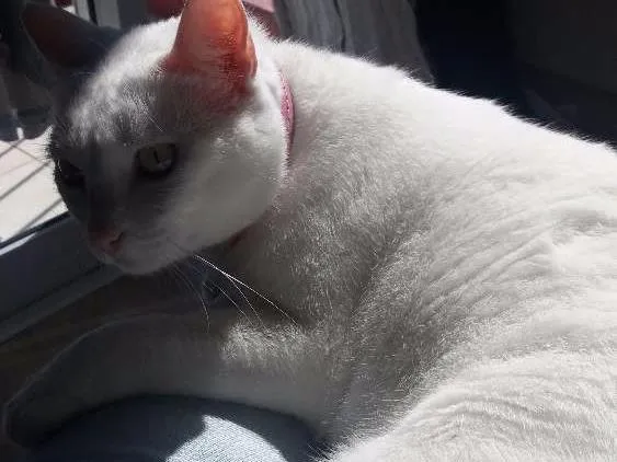 Gato ra a SRD idade 3 anos nome Snow/Lucy