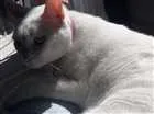 Gato raça SRD idade 3 anos nome Snow/Lucy