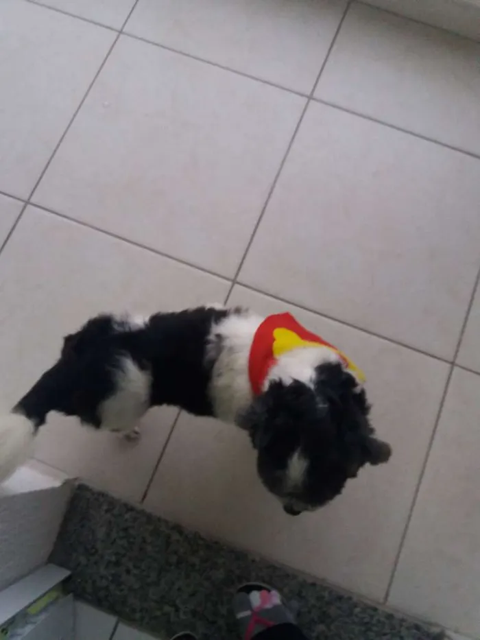 Cachorro ra a Lhasa Apso idade 5 anos nome Uddy