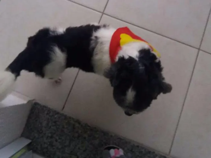Cachorro ra a Lhasa Apso idade 5 anos nome Uddy