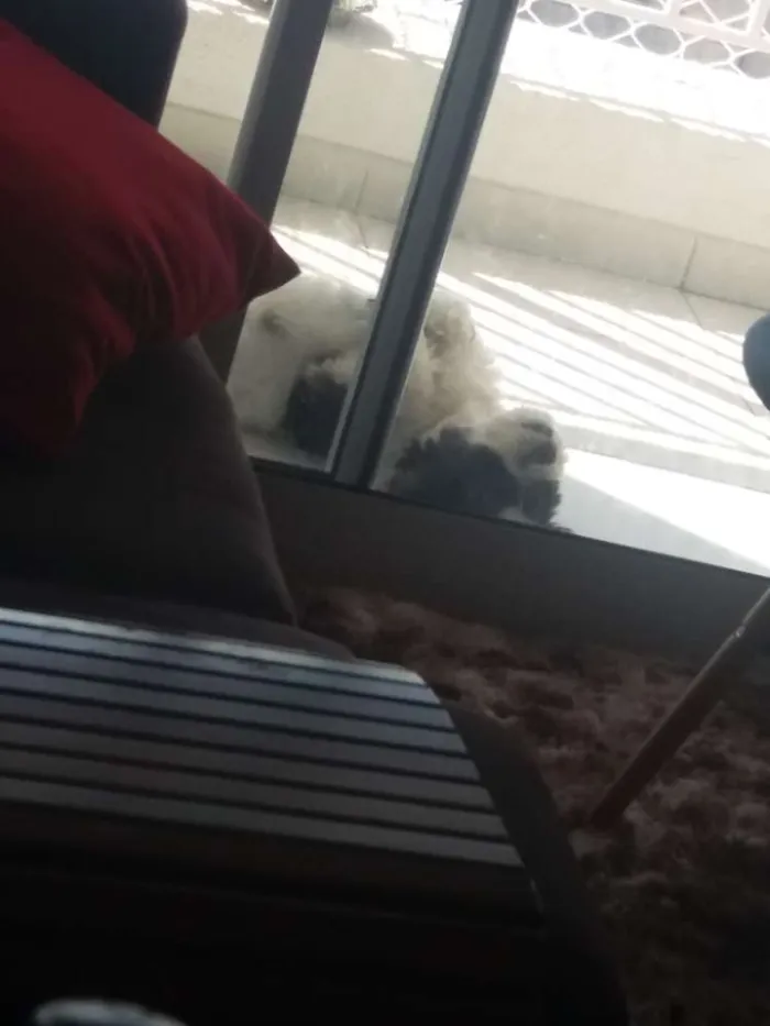 Cachorro ra a Lhasa Apso idade 5 anos nome Uddy