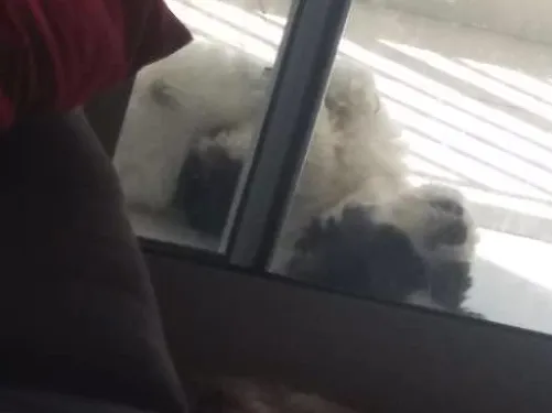 Cachorro ra a Lhasa Apso idade 5 anos nome Uddy