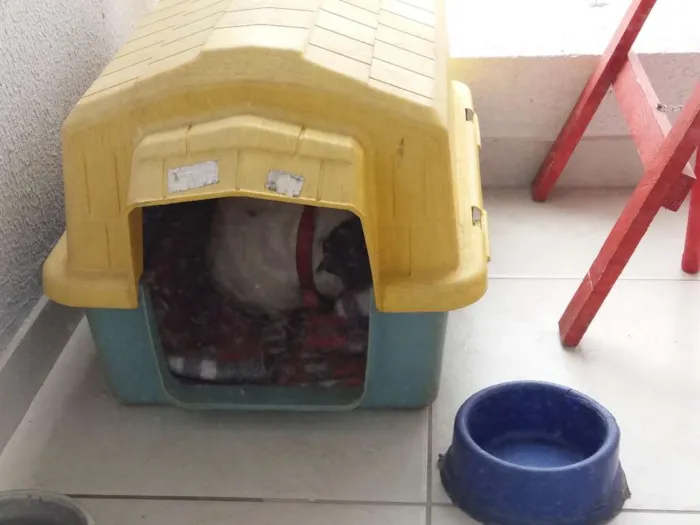 Cachorro ra a Lhasa Apso idade 5 anos nome Uddy