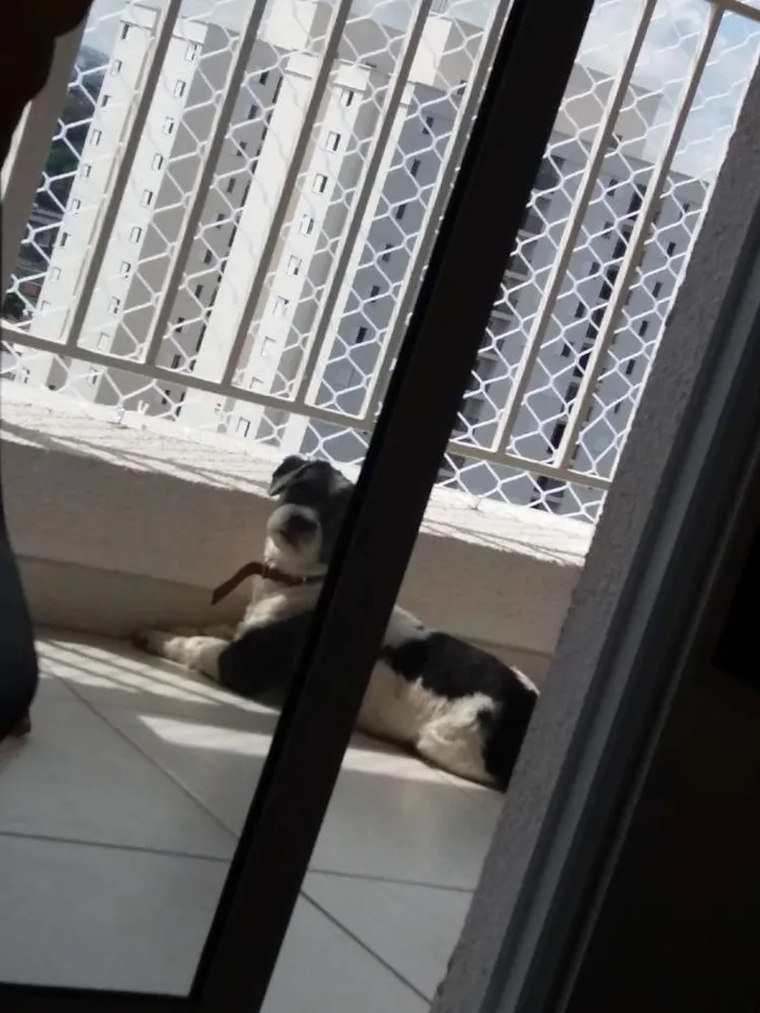 Cachorro ra a Lhasa Apso idade 5 anos nome Uddy