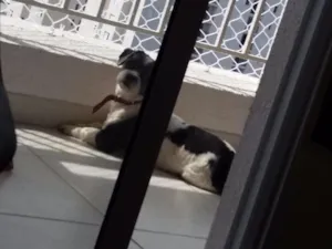 Cachorro raça Lhasa Apso idade 5 anos nome Uddy
