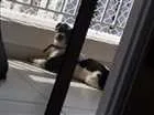 Cachorro raça Lhasa Apso idade 5 anos nome Uddy