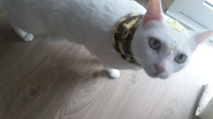 Gato ra a SRD idade 3 anos nome Snow/Lucy