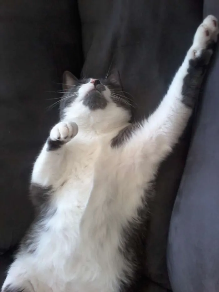 Gato ra a SRD idade 3 anos nome Snow/Lucy