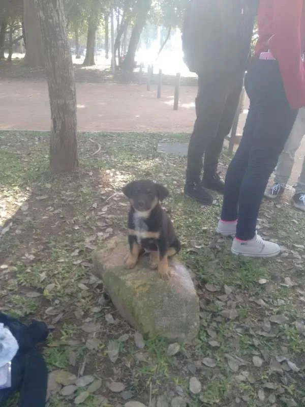 Cachorro ra a Sem raça definida idade Abaixo de 2 meses nome Sem Nome