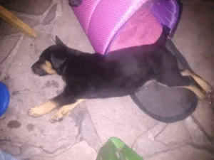 Cachorro raça Sem raça definida idade Abaixo de 2 meses nome Sem Nome