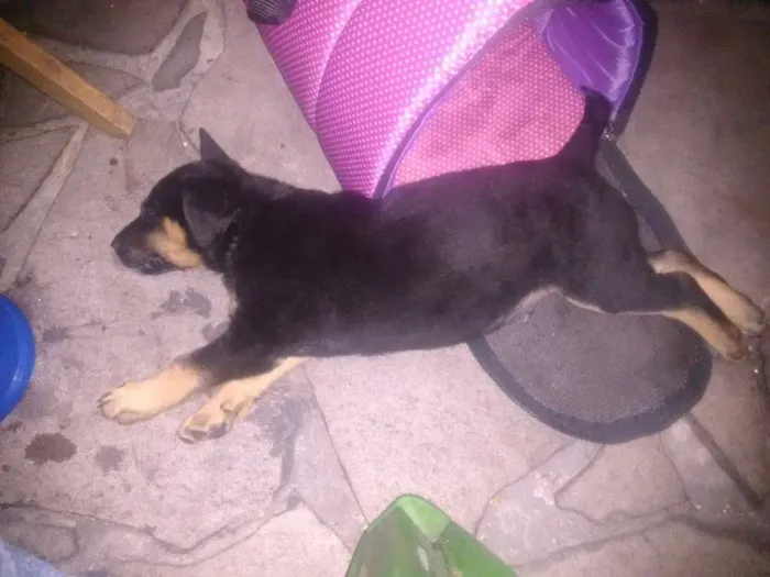 Cachorro ra a Sem raça definida idade Abaixo de 2 meses nome Sem Nome
