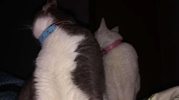 Gato ra a SRD idade 3 anos nome Snow/Lucy