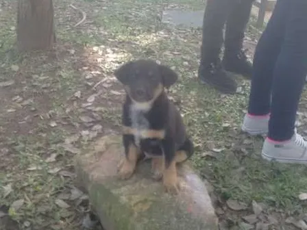 Cachorro ra a Sem raça definida idade Abaixo de 2 meses nome Sem Nome